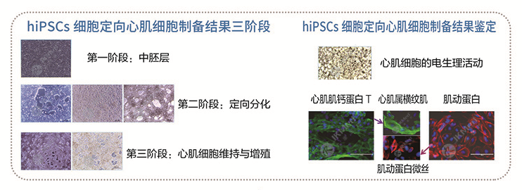 hiPSCs 细胞定向心肌细胞（iCMs）-1.png